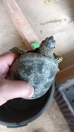 tartaruga palustre 