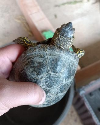 tartaruga palustre 