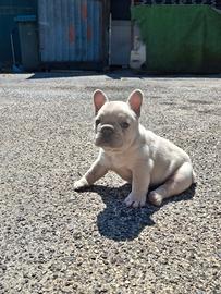 Bulldog francese