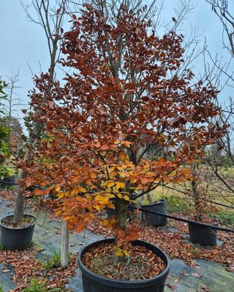 piante di Faggio 