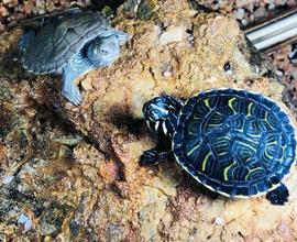 AMANTI ANIMALI ACCORRETE! - Attività di prodotti p