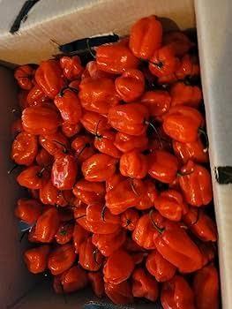 habanero yucateco 