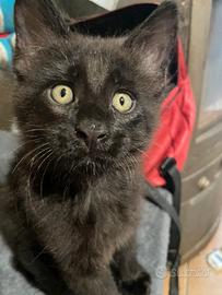 Maine Coon gattina femmina