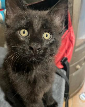 Maine Coon gattina femmina