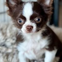 Chihuahua color cioccolato con Pedigree