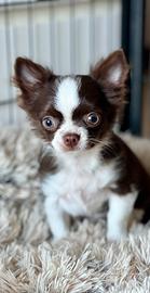 Chihuahua color cioccolato con Pedigree