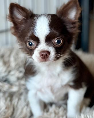 Chihuahua color cioccolato con Pedigree