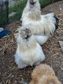 Pulcino e gallo moroseta