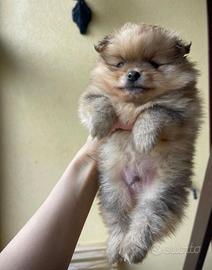 Cuccioli di Spitz linea americana