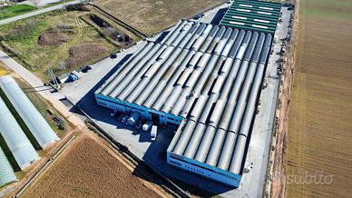 CAPANNONE A GUIDIZZOLO