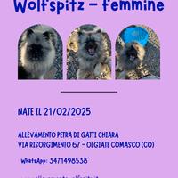 Spitz tedesco/Keeshond