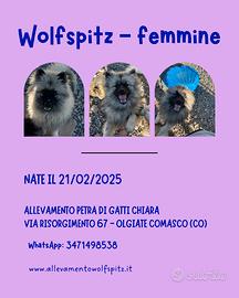 Spitz tedesco/Keeshond