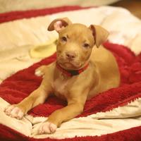 Cuccioli Pit Bull con Pedigree anche a Rate