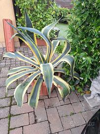 Agave americana variegata