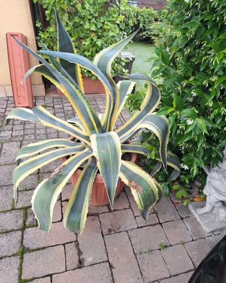Agave americana variegata