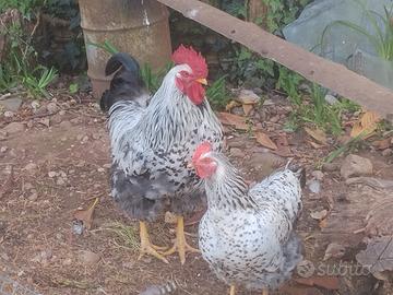 Gallo Robusta Maculata