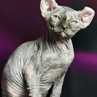 Elf femmina torti