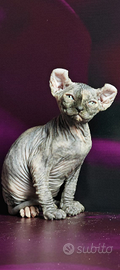 Elf femmina torti