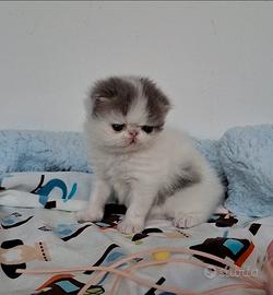 Gatto cucciolo razza persiano