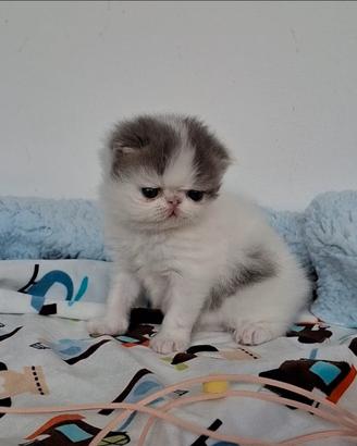 Gatto cucciolo razza persiano