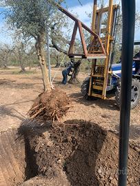 Piantumazione alberi di olivo