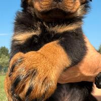 Cuccioli di rottweiler