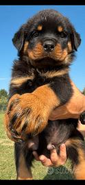 Cuccioli di rottweiler