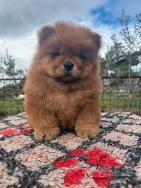 Chow chow rossa