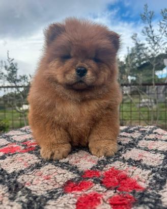 Chow chow rossa