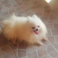 Spitz di pomerania ped ENCI