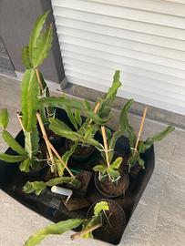 Talee di Pitaya Dragon Fruit