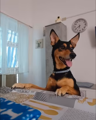 Adozione cagnolino 5 anni taglia media