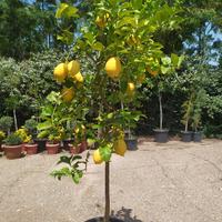 pianta di limone