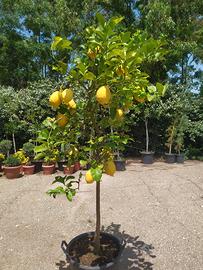 pianta di limone