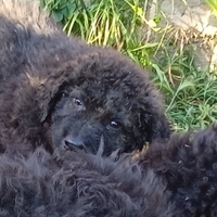 Mastino siciliano cane di mannara