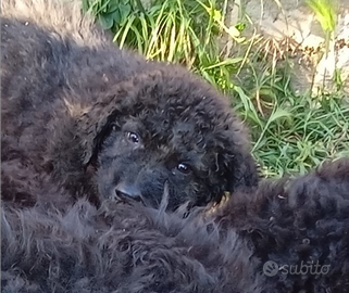 Mastino siciliano cane di mannara