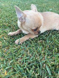 Cucciolo chihuahua