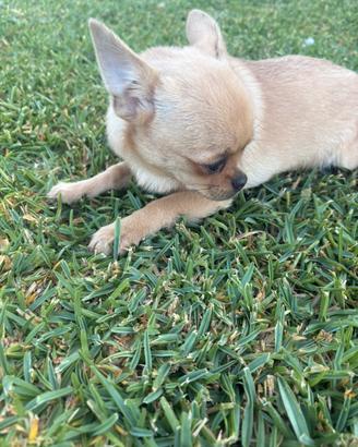 Cucciolo chihuahua