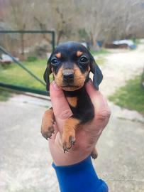 Bassotto Tedesco Cuccioli