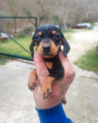 Bassotto Tedesco Cuccioli