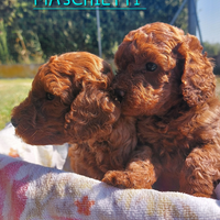 Cuccioli barboncino nano