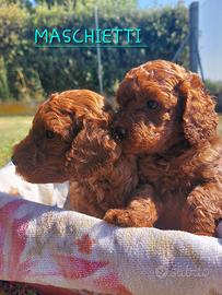 Cuccioli barboncino nano