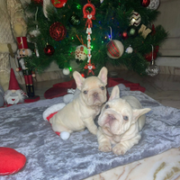 Cuccioli di bulldog francese platinum