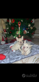Cuccioli di bulldog francese platinum