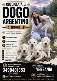 Cuccioli Dogo Argentino