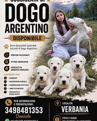 Cuccioli Dogo Argentino