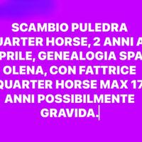 Puledra quarter 2 anni spat olena