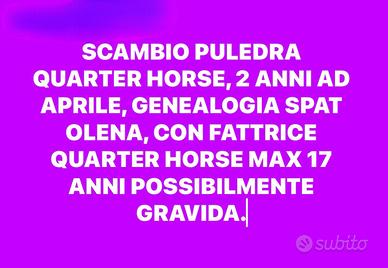 Puledra quarter 2 anni spat olena
