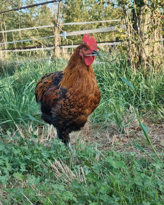 Galli