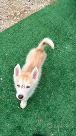 Husky con pedigree